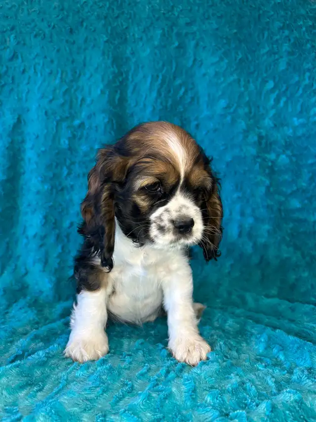 American Cocker Spaniel Puppies - Photo 10