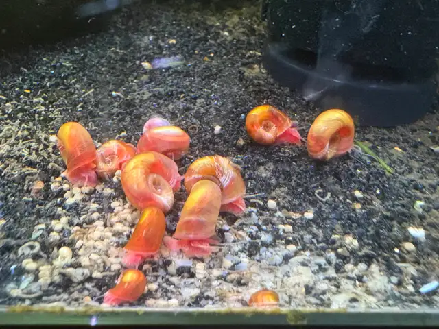 Pink RAMSHORN Snails – 10 for $5. w. 2 bonus (12 for $5.)