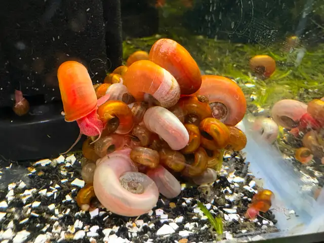 Pink RAMSHORN Snails – 10 for $5. w. 2 bonus (12 for $5.) - Photo 2