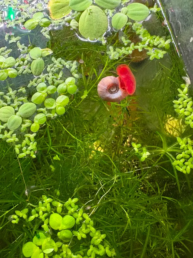 Pink RAMSHORN Snails – 10 for $5. w. 2 bonus (12 for $5.) - Photo 5