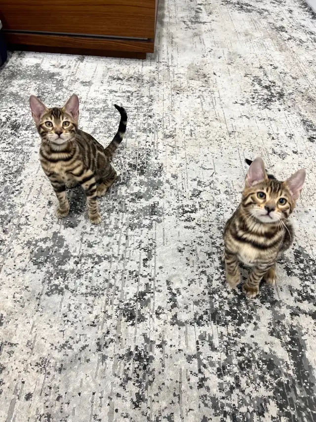 chaton Bengal pure race