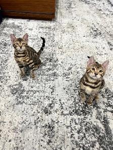 chaton Bengal pure race