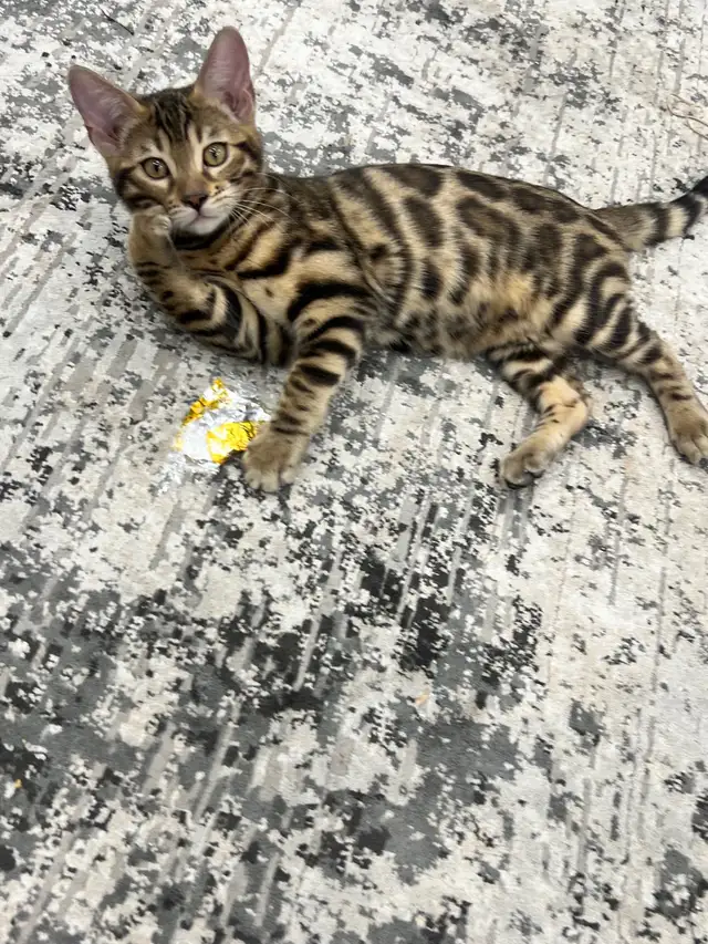 chaton Bengal pure race - Photo 2