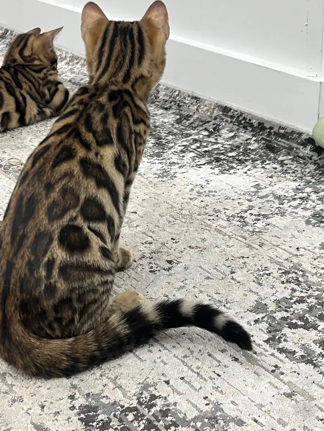 chaton Bengal pure race - Photo 3