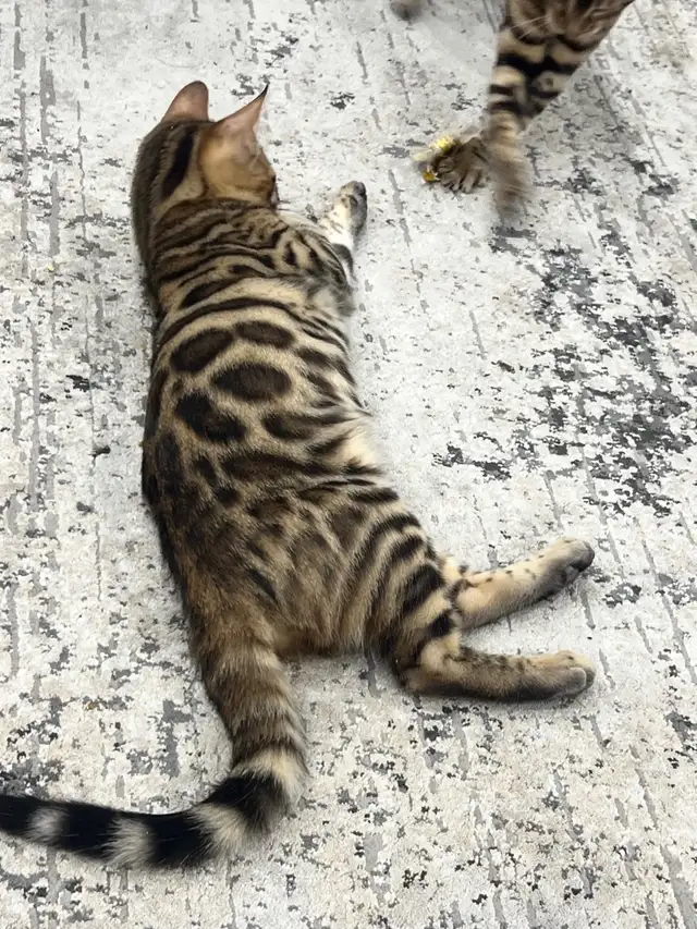 chaton Bengal pure race - Photo 4