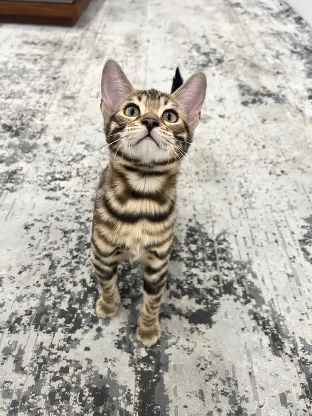 chaton Bengal pure race - Photo 5