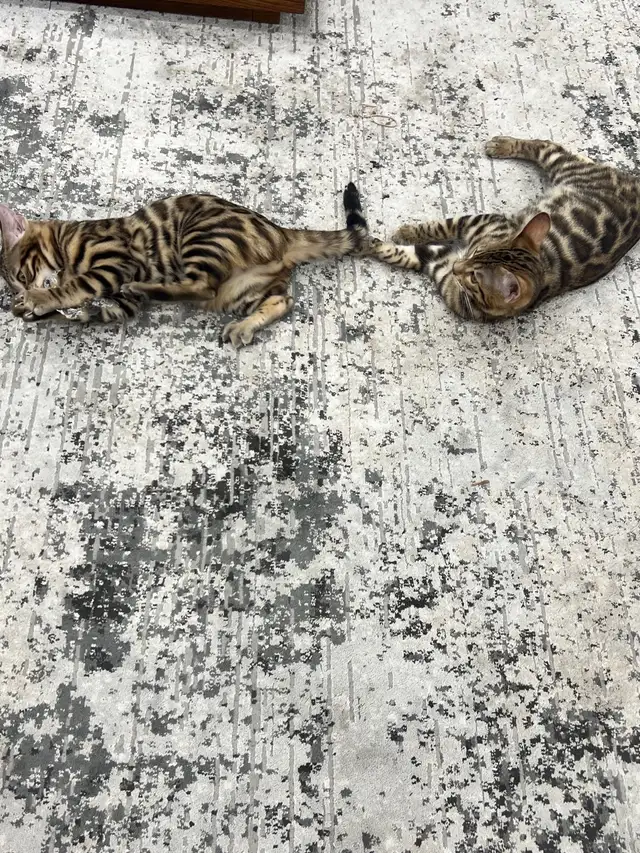 chaton Bengal pure race - Photo 6