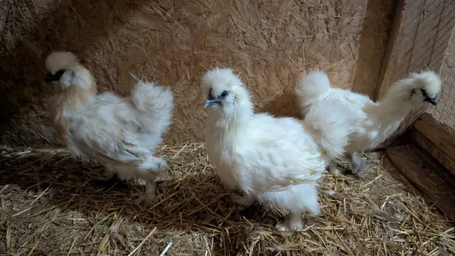 silkie hens