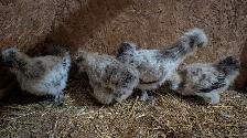 silkie hens