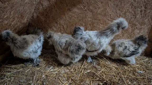 silkie hens