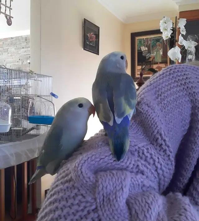 beaux bébés inséparables roseicollis nourrient à la main - Photo 2