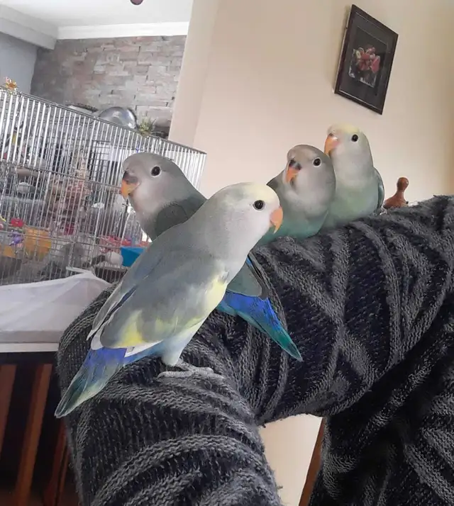 beaux bébés inséparables roseicollis nourrient à la main - Photo 3