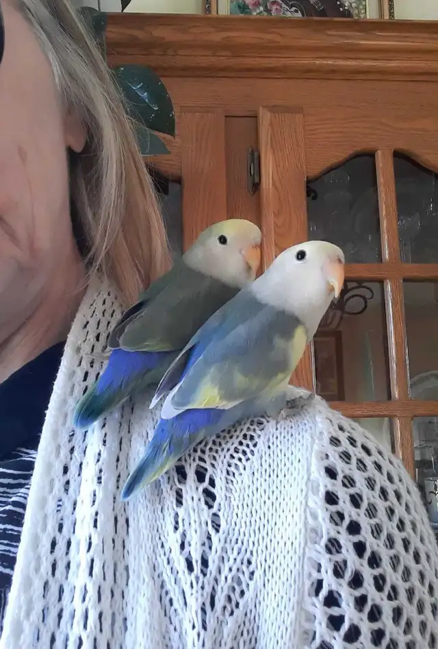 beaux bébés inséparables roseicollis nourrient à la main - Photo 5