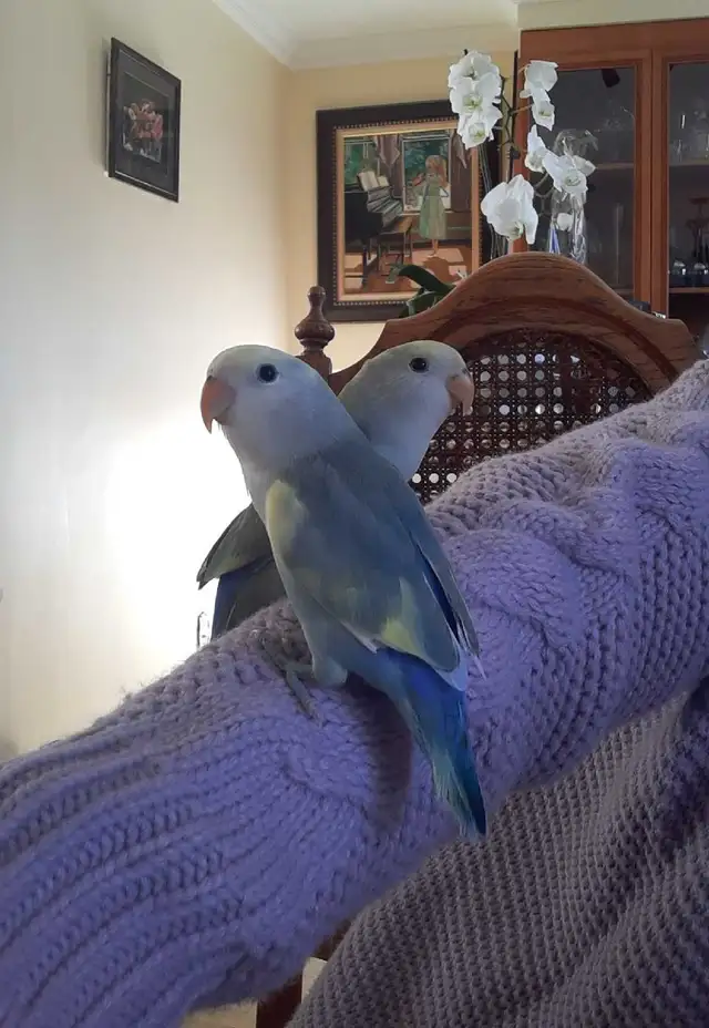 beaux bébés inséparables roseicollis nourrient à la main - Photo 2