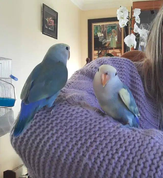 beaux bébés inséparables roseicollis nourrient à la main - Photo 3