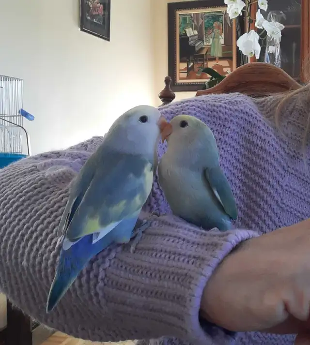 beaux bébés inséparables roseicollis nourrient à la main - Photo 4