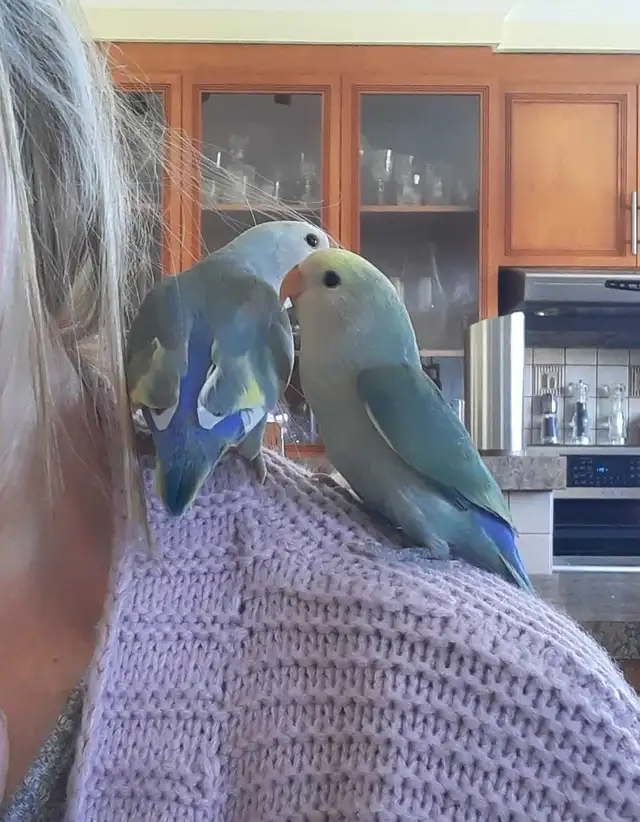 beaux bébés inséparables roseicollis nourrient à la main - Photo 5