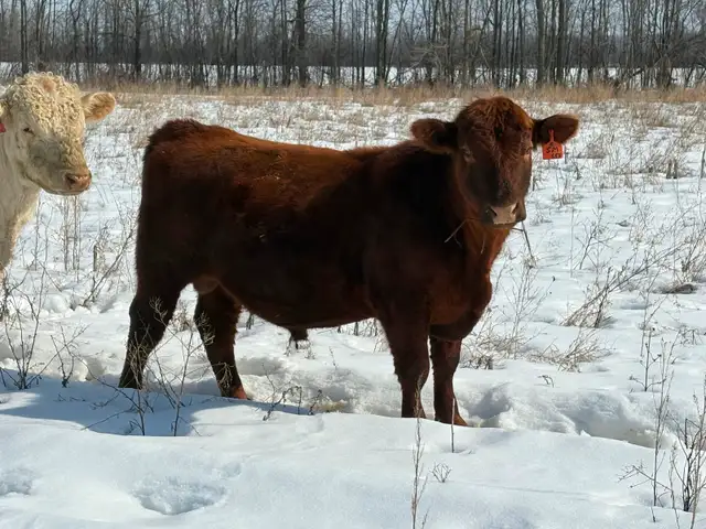 Red Angus Bull