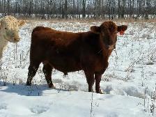 Red Angus Bull