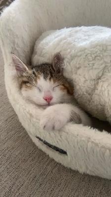 Calico female - Photo 2