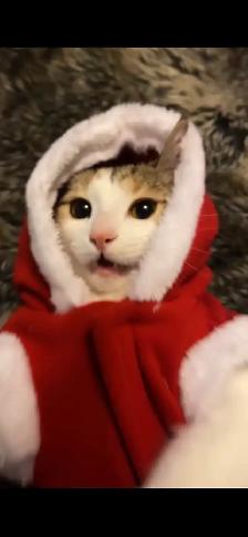 Calico female - Photo 3