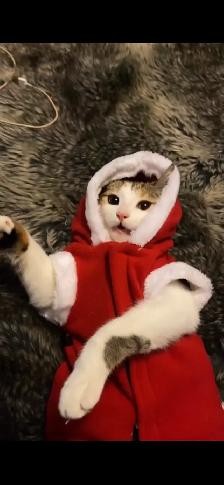 Calico female - Photo 4