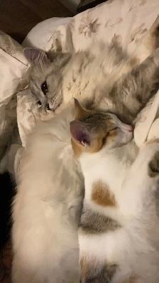 Calico female - Photo 5