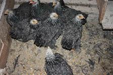 poulettes BRAHMA DARK