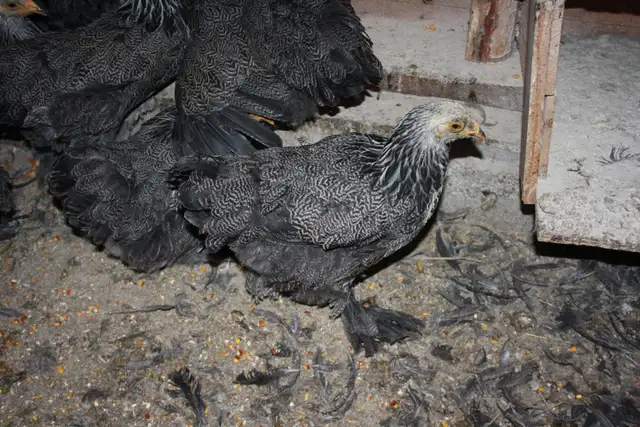 poulettes BRAHMA DARK - Photo 2