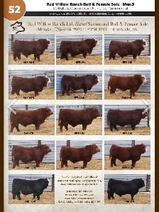 Bulls for sale - Photo 2