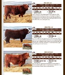 Bulls for sale - Photo 3