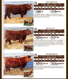 Bulls for sale - Photo 4