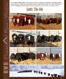 Bulls for sale - Photo 5