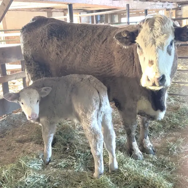 SILVER CHAR CROSS COW WITH BRIGHT SILVER CALF