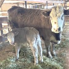 SILVER CHAR CROSS COW WITH BRIGHT SILVER CALF