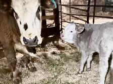SILVER CHAR CROSS COW WITH BRIGHT SILVER CALF - Photo 5