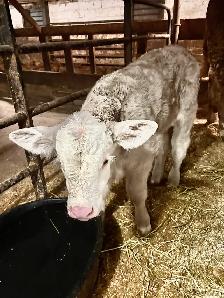 SILVER CHAR CROSS COW WITH BRIGHT SILVER CALF - Photo 6