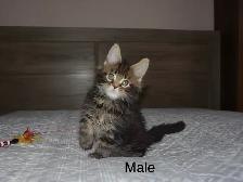 Beautiful purebred Maine Coon kittens - Photo 2