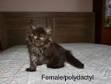 Beautiful purebred Maine Coon kittens - Photo 3