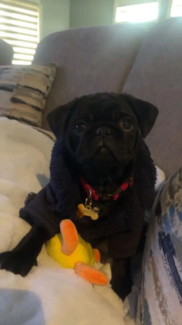 Cute Pug Puppy for Sale