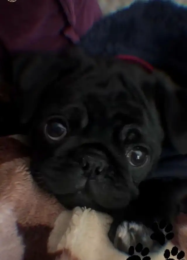 Cute Pug Puppy for Sale - Photo 3