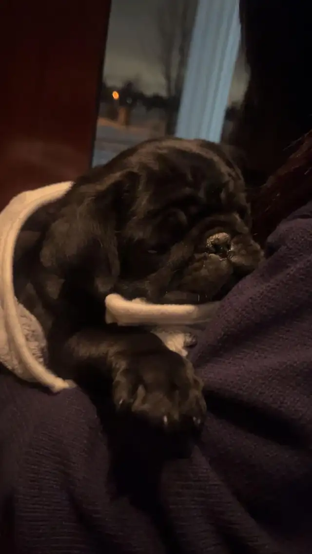 9-Week-Old Male Pug Puppy for Sale - Photo 2