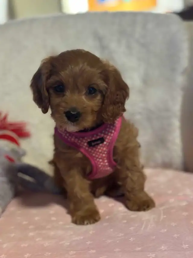 Cavapoo puppies