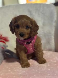 Cavapoo puppies