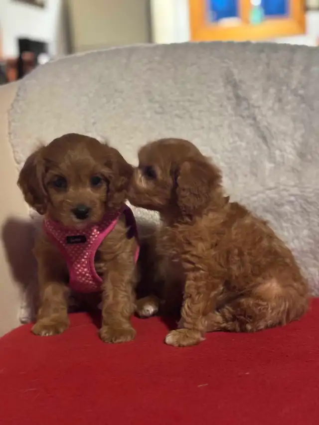 Cavapoo puppies - Photo 2
