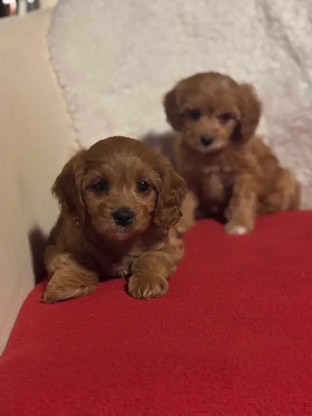 Cavapoo puppies - Photo 3