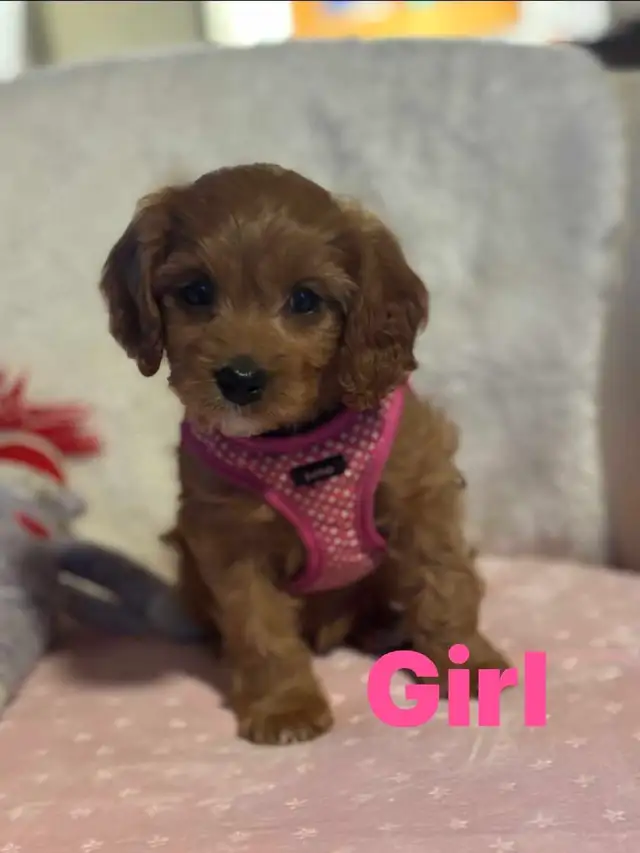 Cavapoo puppies - Photo 4