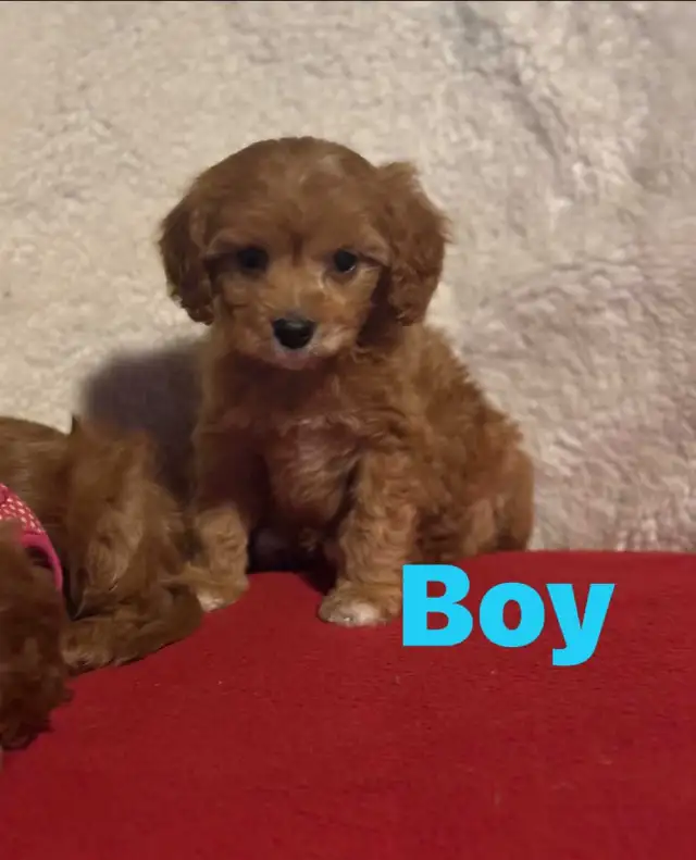 Cavapoo puppies - Photo 5