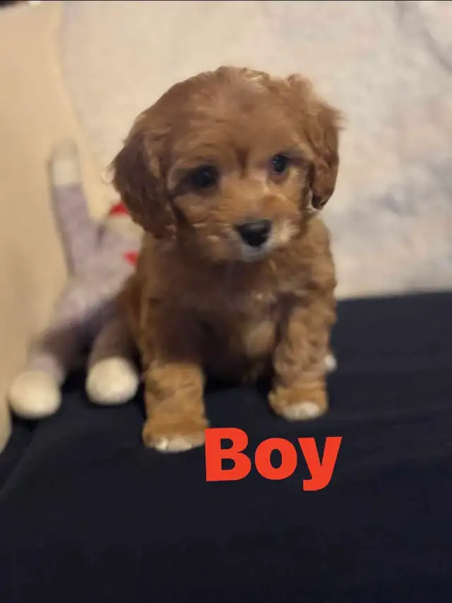 Cavapoo puppies - Photo 6