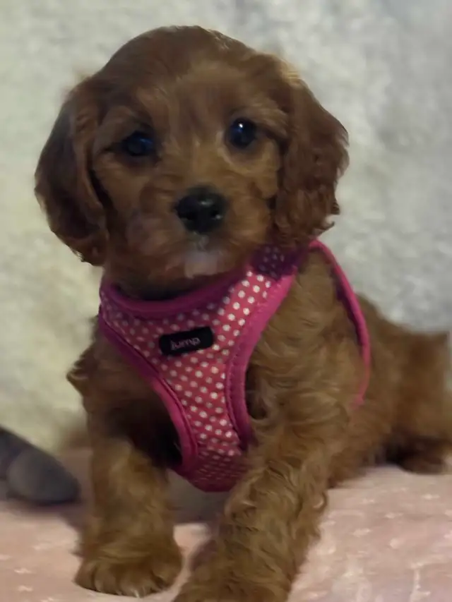 Cavapoo puppies - Photo 7